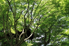 新緑の寺３