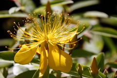 花散歩ビョウヤナギ３