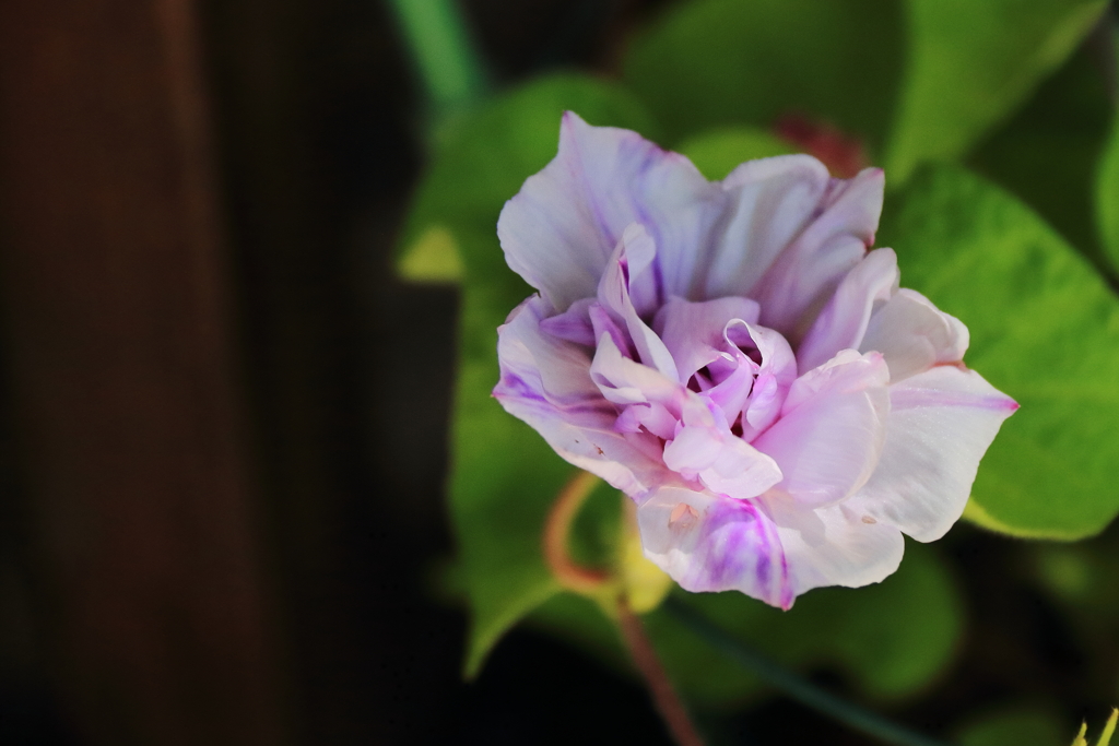 花散歩変化あさがお２