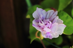 花散歩変化あさがお２