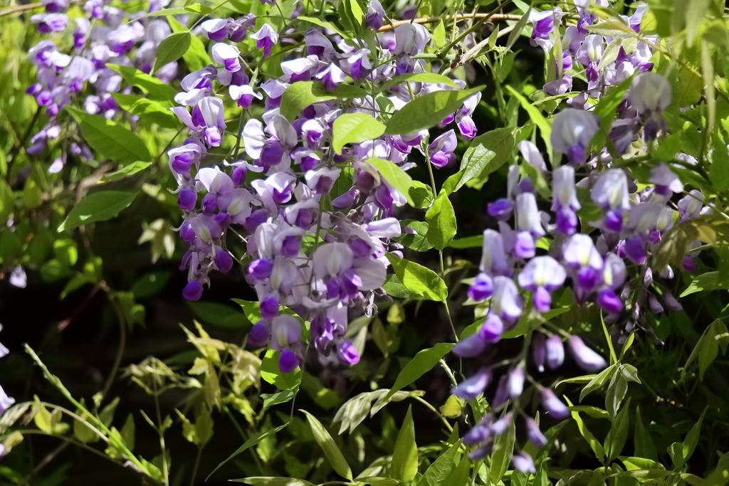 花散歩藤３