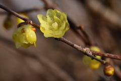 まだロウバイ３