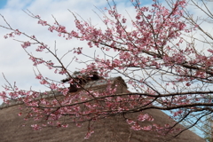 花散歩河津桜２