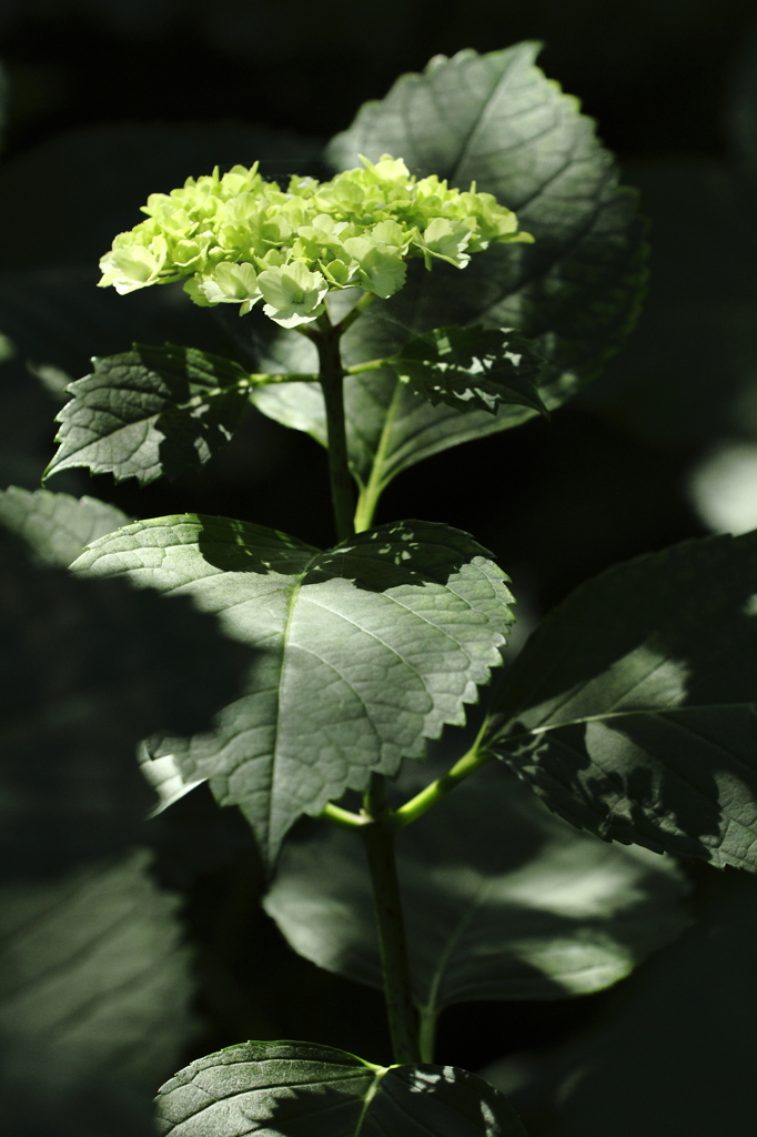 紫陽花百景10