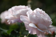 秋バラ「花ぼんぼり」１