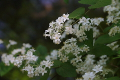 マルバウツギ１