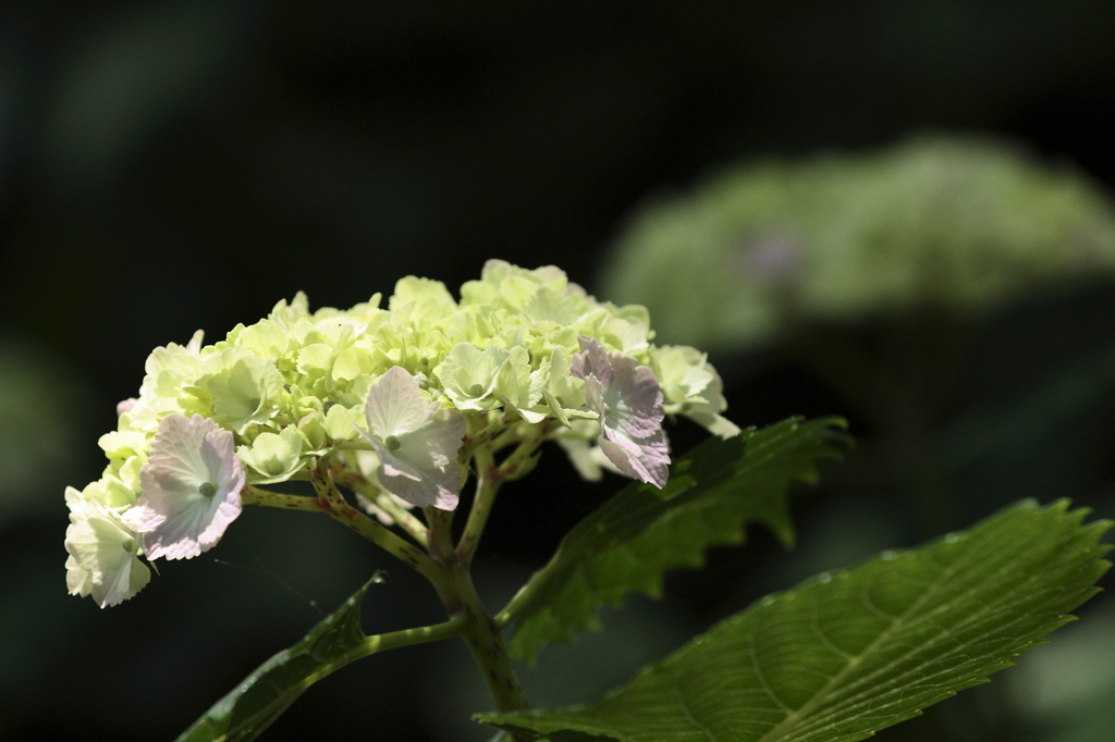 紫陽花百景9