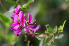 花散歩ハギ？コマツナギ３