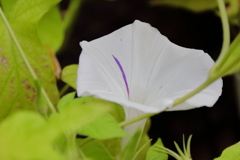 花散歩変化朝顔再度２