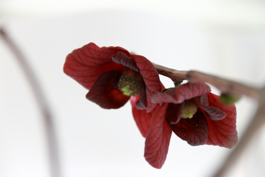 ポポーの花が咲いた３