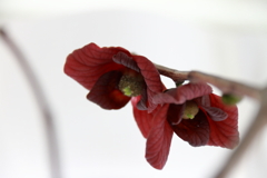 ポポーの花が咲いた３