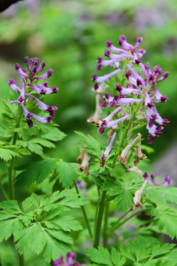 散歩道の野草達12