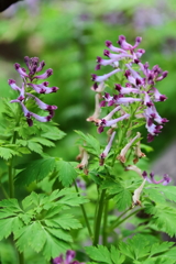 散歩道の野草達12