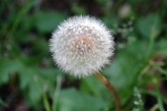 花散歩往く春タンポポ