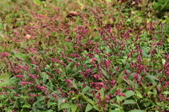 イヌタデ群れる頃