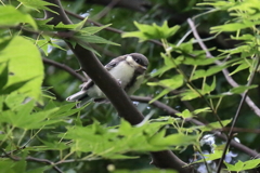餌をねだる３