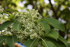 花散歩マユミの花咲く