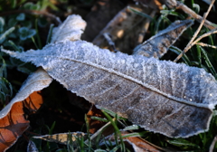 霜葉の朝