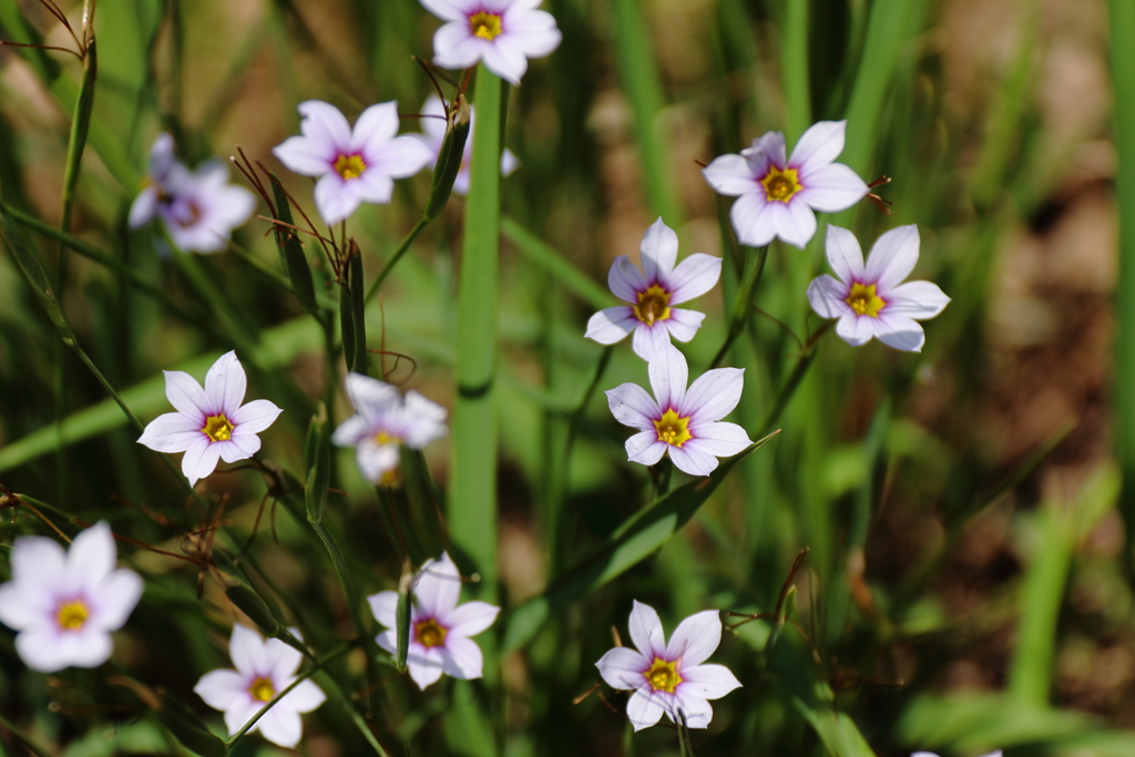 花散歩　ニワゼキショウ