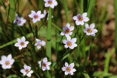 花散歩　ニワゼキショウ