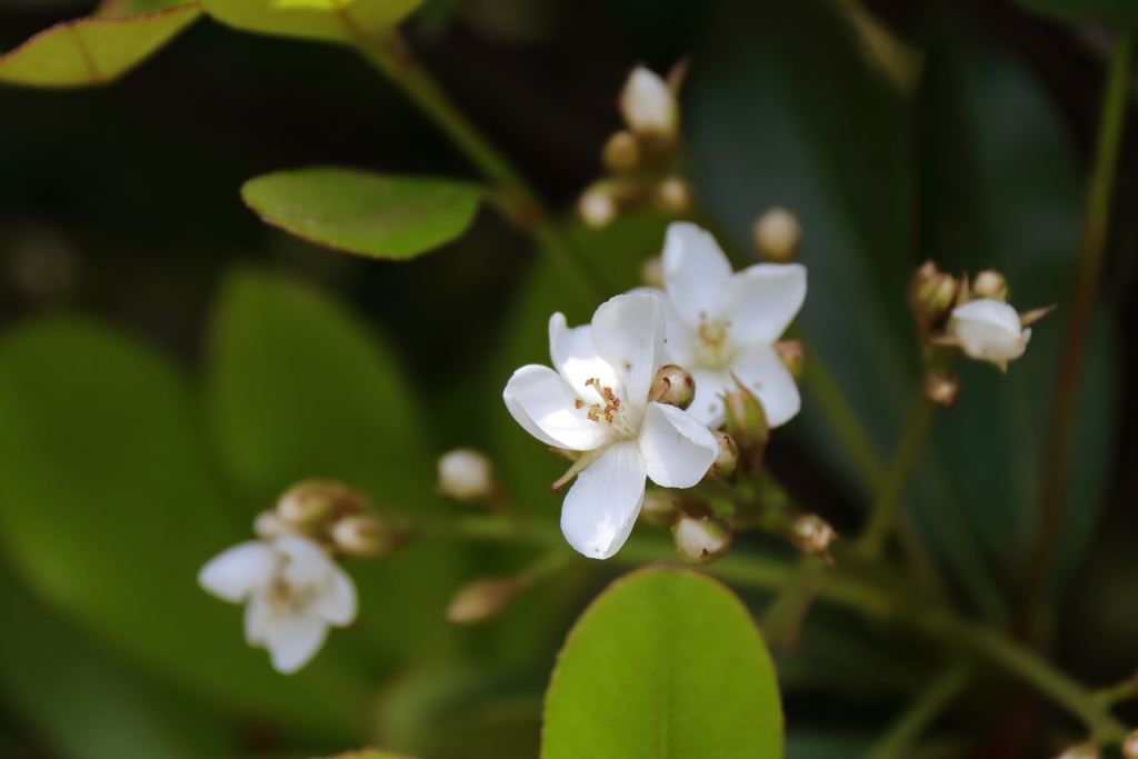 花散歩シャリンバイ２