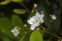 花散歩シャリンバイ２