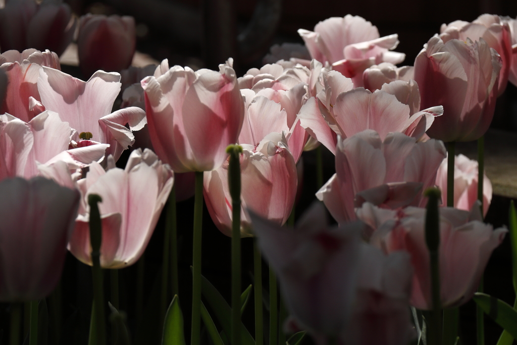 春、チューリップ９