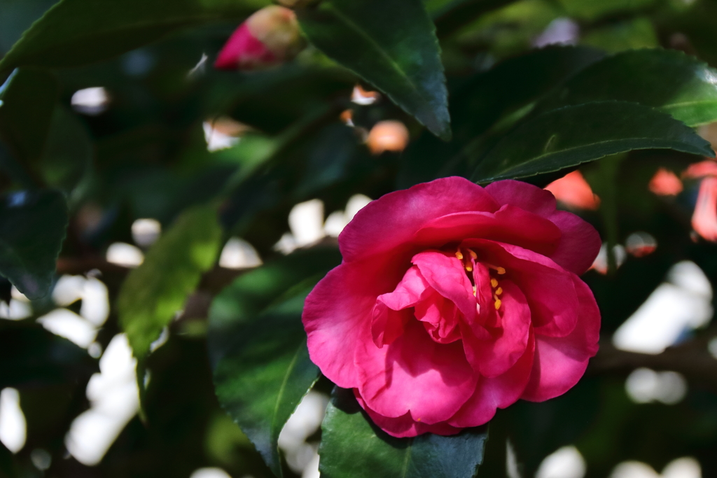 さざんか咲く道２