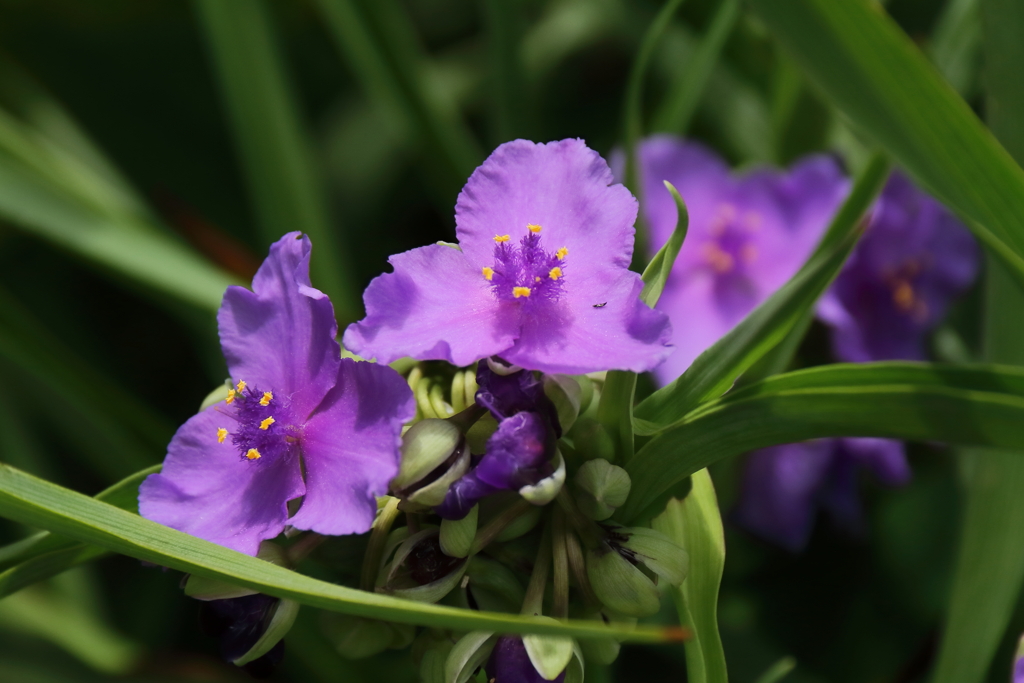 梅雨に似合う１