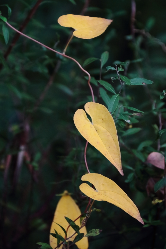 ハート、ハート、ハート