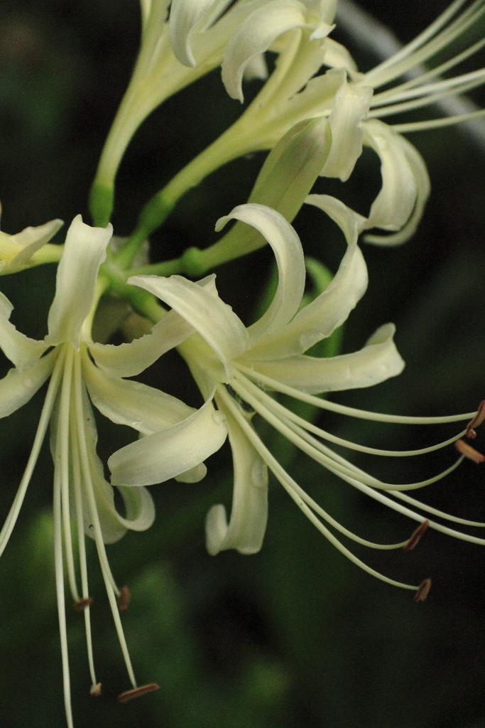 彼岸花咲き始める１