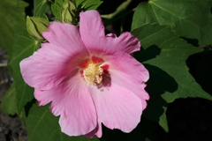 花散歩芙蓉３