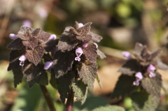 野の踊り子達　ヒメオドリコソウ