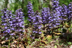 散歩道の野草達19