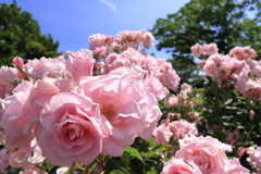 バラ香る10