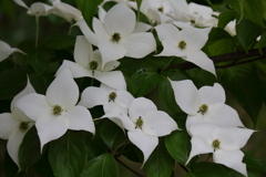 花散歩山法師４