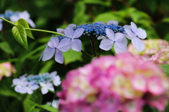 移り気と言われて