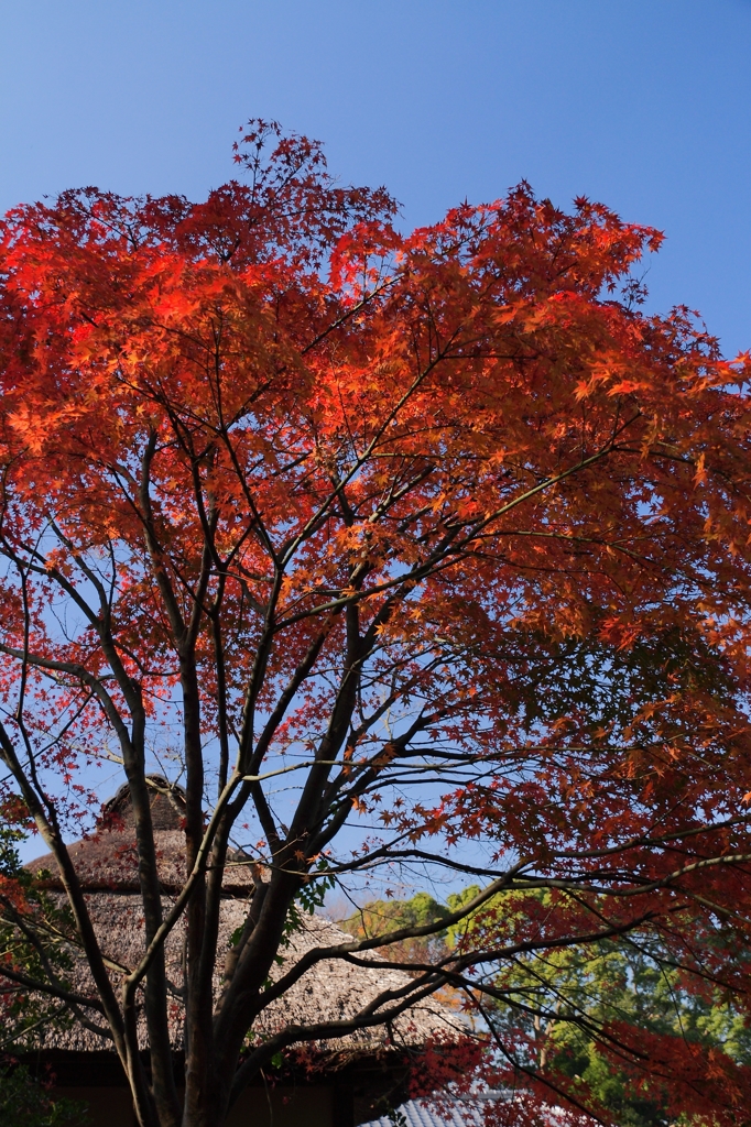 名残り紅葉