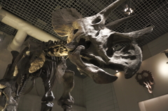 国立科学博物館の恐竜達１