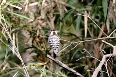 里山の野鳥達コゲラ１