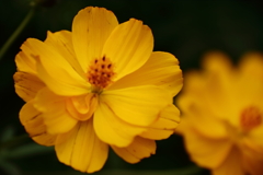 キバナコスモスが２