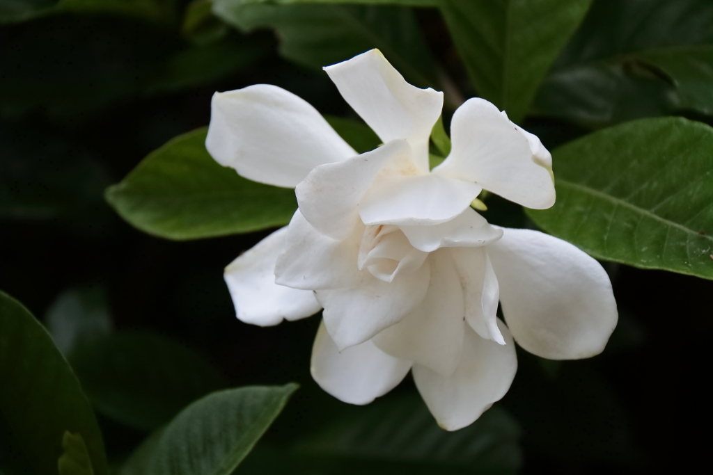 花散歩クチナシ２