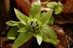 フキノトウその後