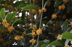 花の歳時記金木犀２