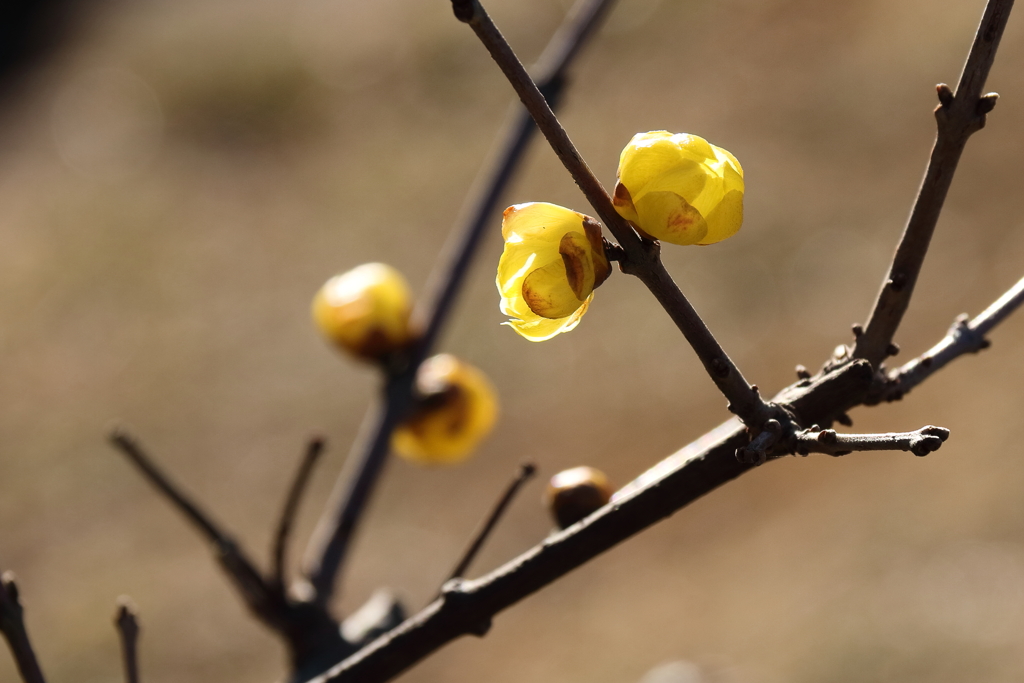 蠟梅の香り１