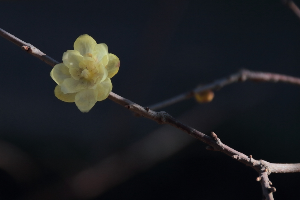 花散歩遅咲きロウバイ２