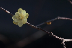 花散歩遅咲きロウバイ２