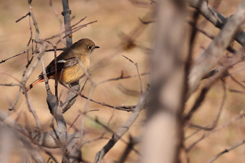 散歩道でジョウビタキ