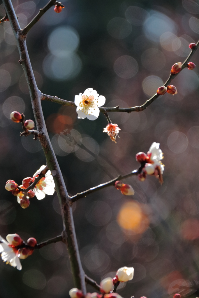 暖光の梅２