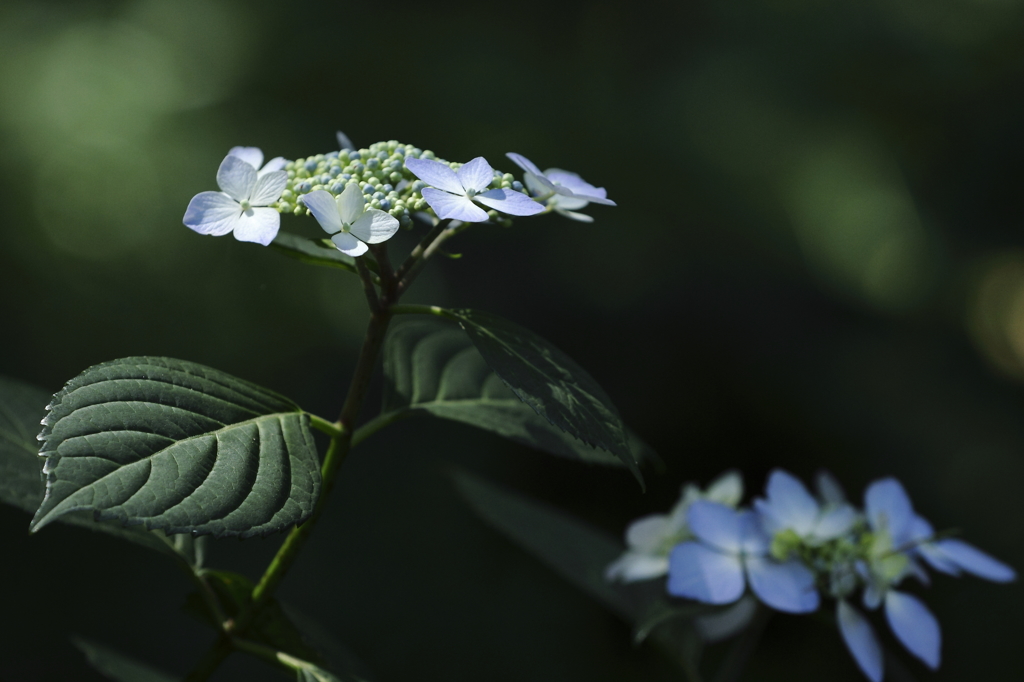 紫陽花百景14